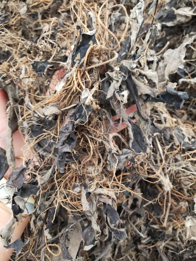 水洗毛大丁草水洗货白头翁兔耳风一枝香
