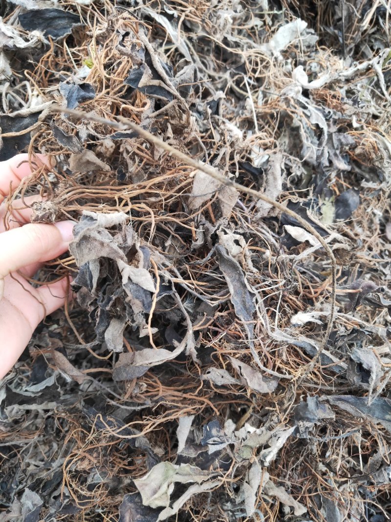 水洗毛大丁草水洗货白头翁兔耳风一枝香