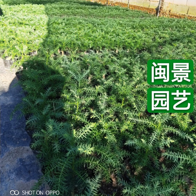 小澳洲杉澳洲杉小苗高20厘米福建漳州苗木基地直批
