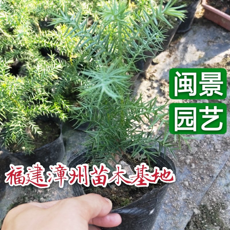 小澳洲杉澳洲杉小苗高20厘米福建漳州苗木基地直批