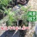 小澳洲杉澳洲杉小苗高20厘米福建漳州苗木基地直批