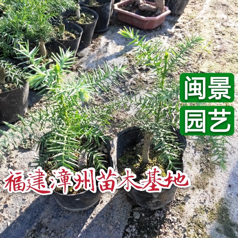 小澳洲杉澳洲杉小苗高20厘米福建漳州苗木基地直批