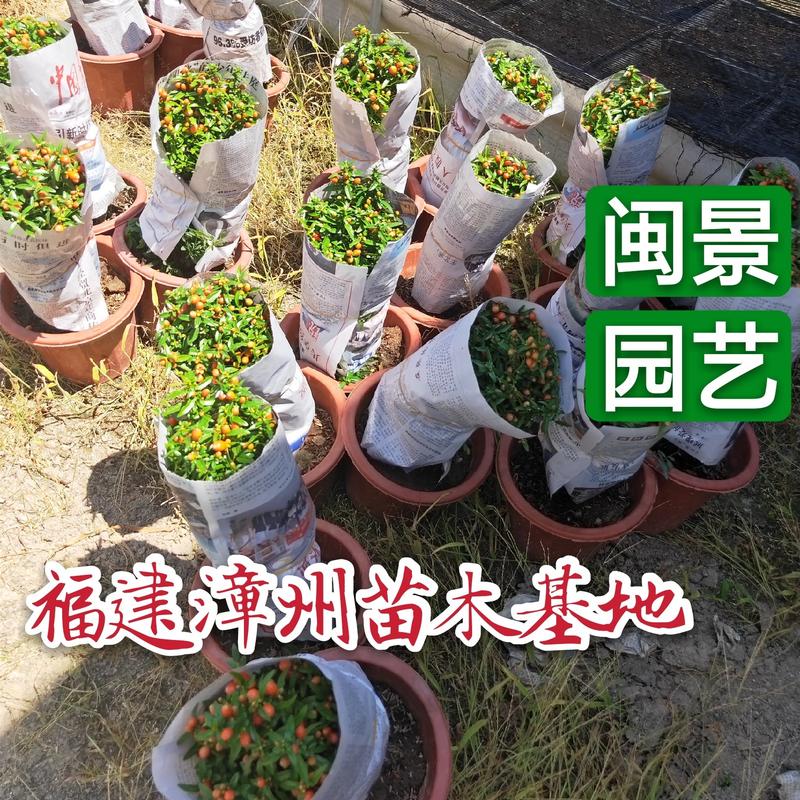 月季石榴高35到40厘米福建漳州花卉基地