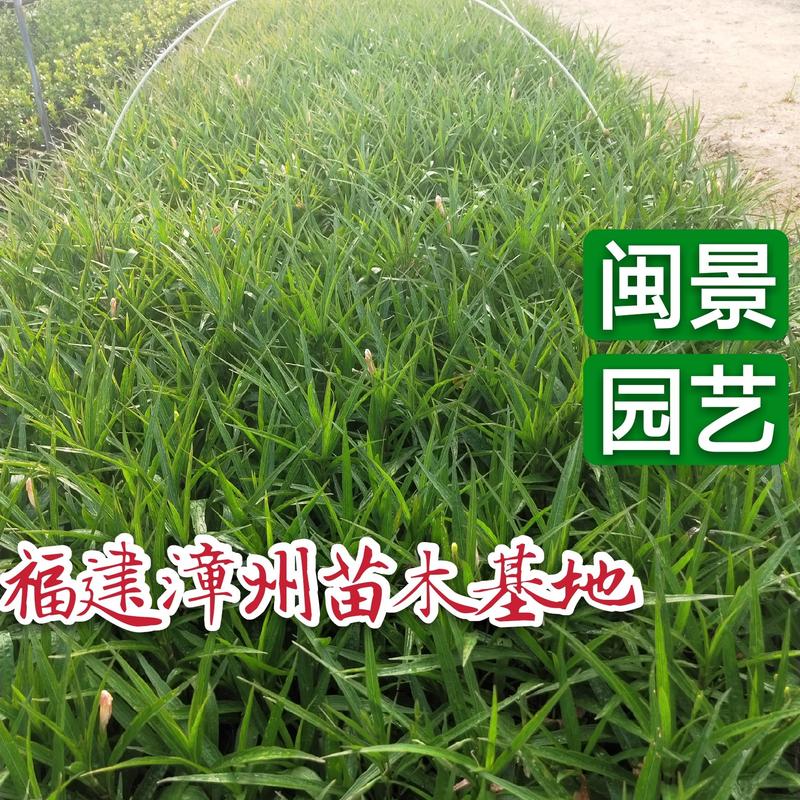翠芦莉高25到30厘米福建漳州苗木基地农户