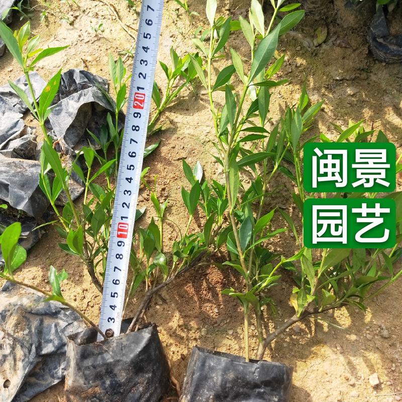 小叶栀子花栀子花高20到30厘米福建漳州苗木基地