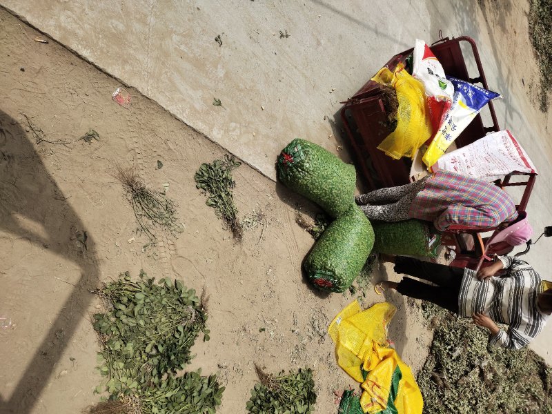 河南沙地鲜花生，大吨位供应，货源充足，量大从优