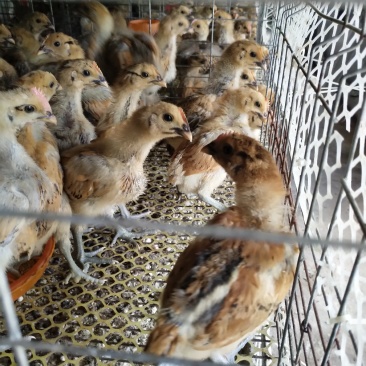 红冠乌皮土鸡脱温苗