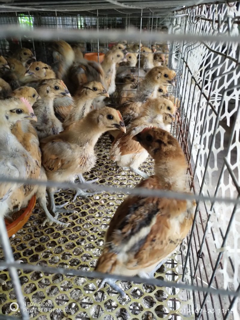 红冠乌皮土鸡脱温苗