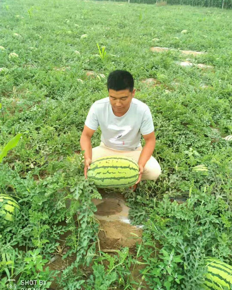 金城5号西瓜/金城5号大吨位西瓜大量上市中产地直销欢迎联系