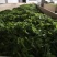 高山云雾绿茶雨前口粮茶安徽黄山名优绿茶