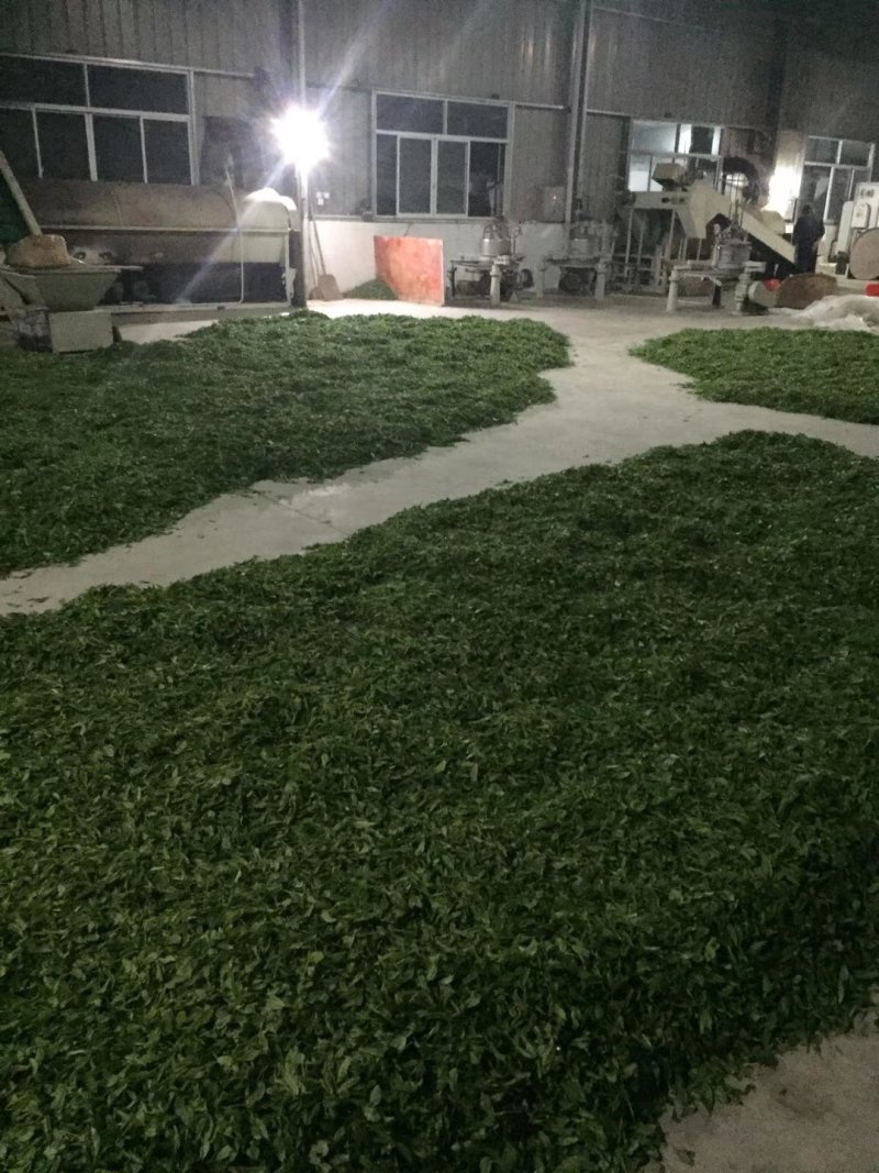 高山云雾绿茶雨前口粮茶安徽黄山名优绿茶