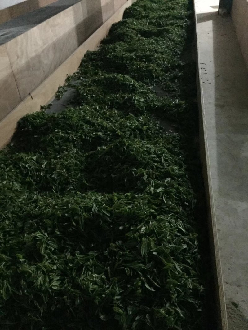 高山云雾绿茶雨前口粮茶安徽黄山名优绿茶