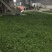 高山云雾绿茶雨前口粮茶安徽黄山名优绿茶