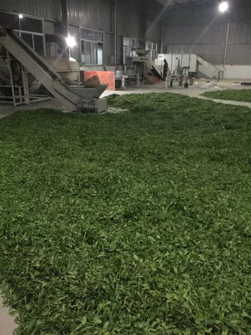 高山云雾绿茶雨前口粮茶安徽黄山名优绿茶