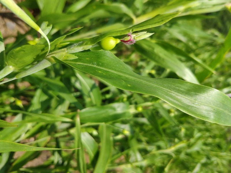 无硫非水洗糯薏仁米新米（小白壳糯薏仁）上市预定开始了。