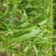 无硫非水洗糯薏仁米新米（小白壳糯薏仁）上市预定开始了。