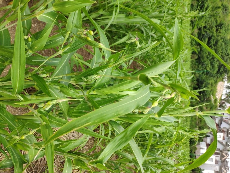 无硫非水洗糯薏仁米新米（小白壳糯薏仁）上市预定开始了。