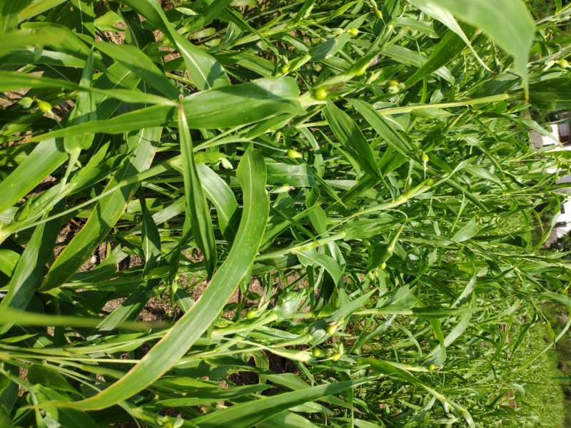 无硫非水洗糯薏仁米新米（小白壳糯薏仁）上市预定开始了。