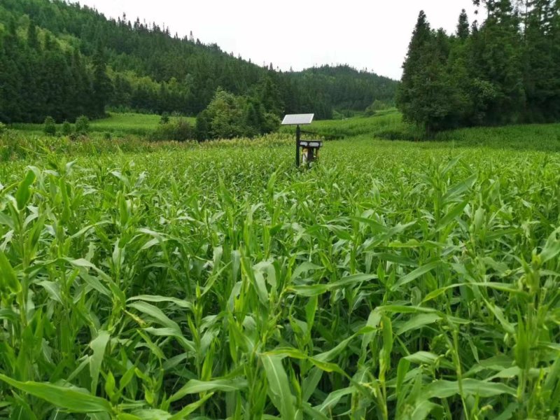 无硫非水洗糯薏仁米新米（小白壳糯薏仁）上市预定开始了。