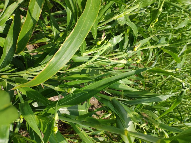 无硫非水洗糯薏仁米新米（小白壳糯薏仁）上市预定开始了。