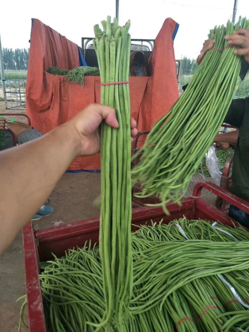 【便宜了】长豆角，豇豆，基地货大量上市供应中来电