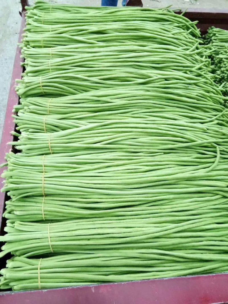 【便宜了】长豆角，豇豆，基地货大量上市供应中来电