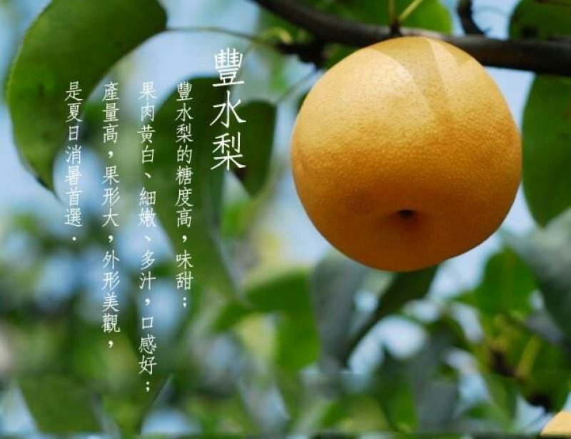 【黄金梨皇冠梨圆黄梨丰水梨】产地批发口感脆甜