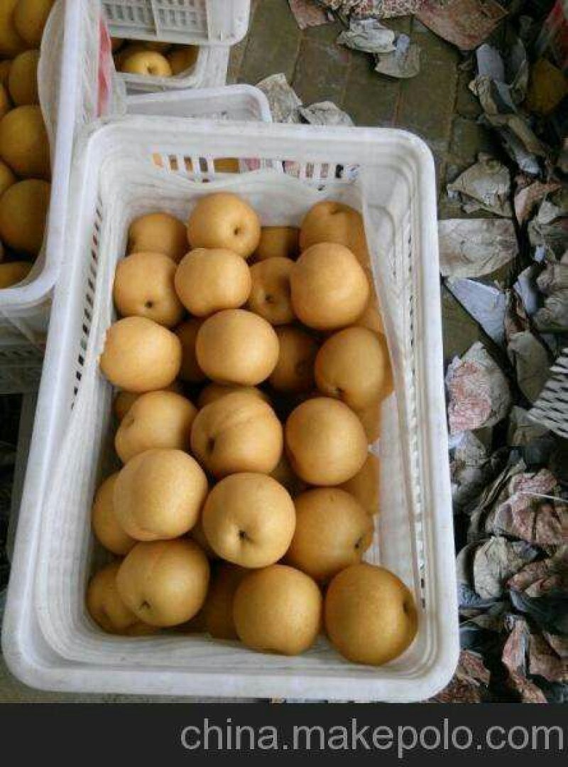 【黄金梨皇冠梨圆黄梨丰水梨】产地批发口感脆甜