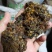 没药散装干货各种规格2斤起包邮