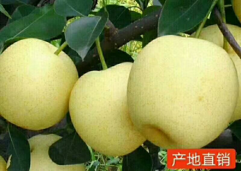 【黄金梨皇冠梨圆黄梨丰水梨】产地批发口感脆甜