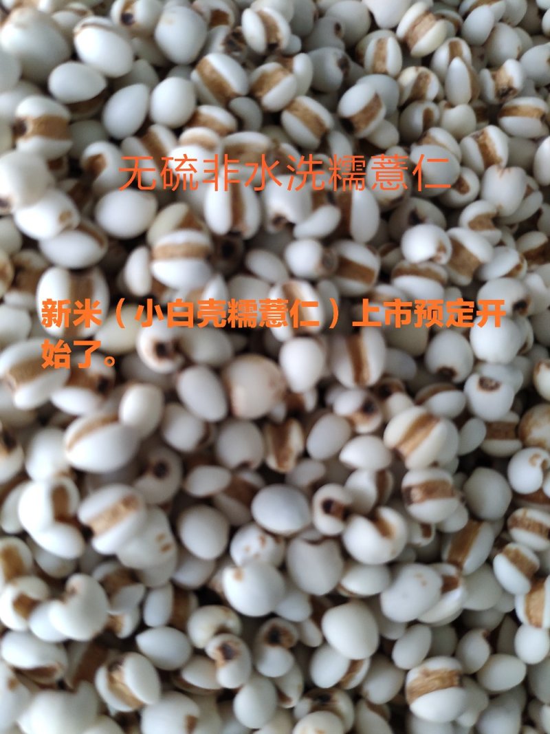 无硫非水洗糯薏仁米新米（小白壳糯薏仁）上市预定开始了。