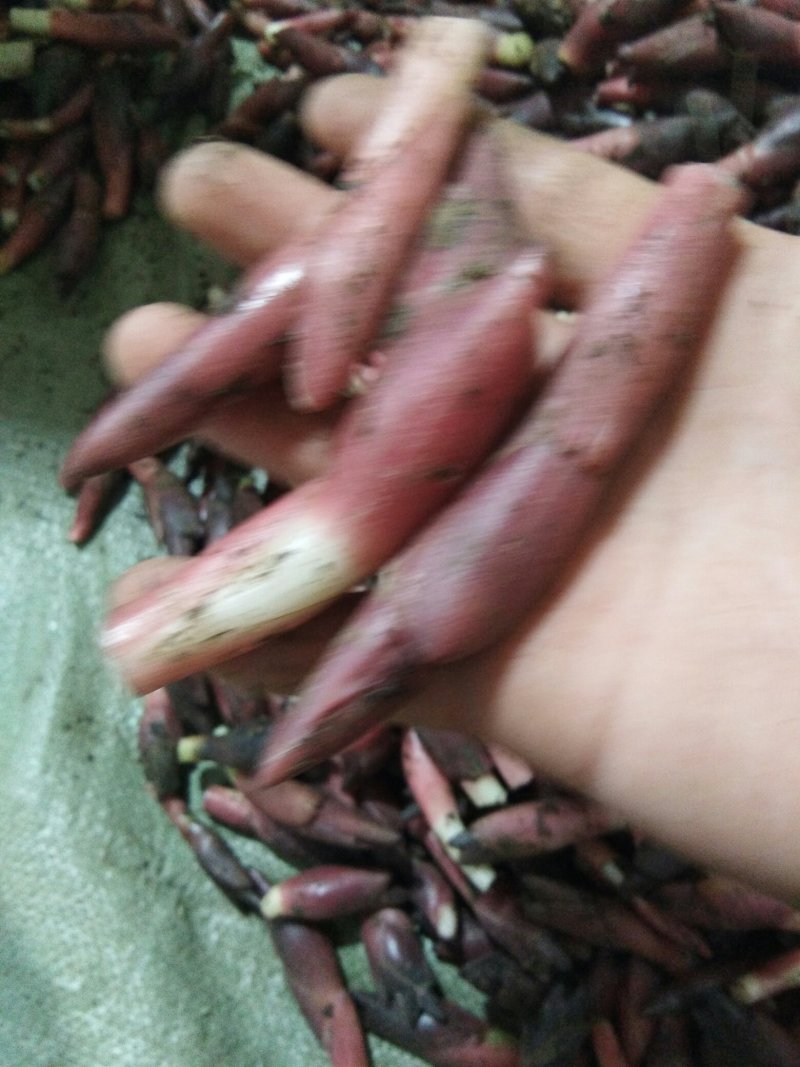 黄瓜，洋荷