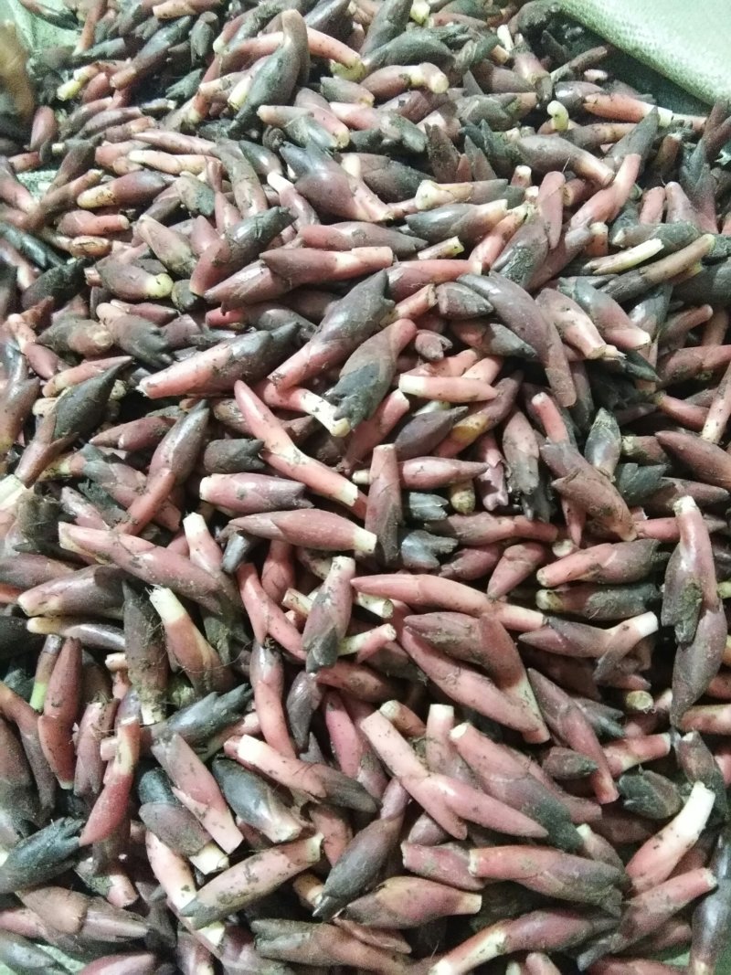 黄瓜，洋荷