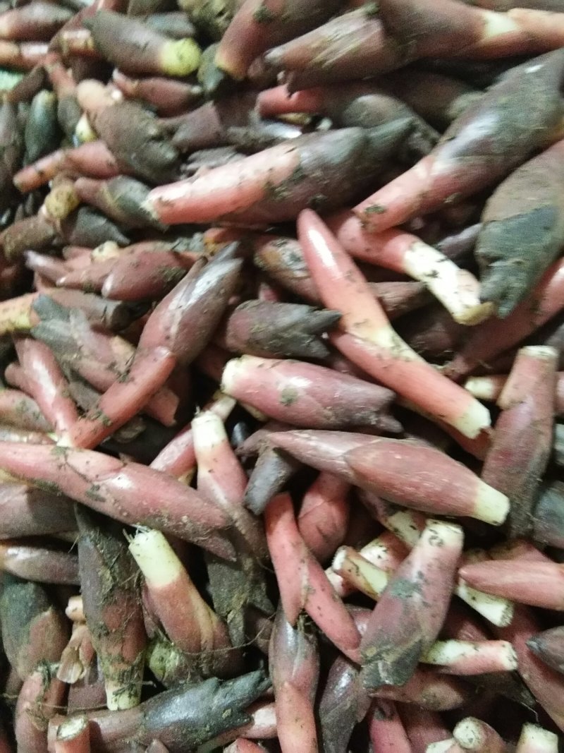 黄瓜，洋荷
