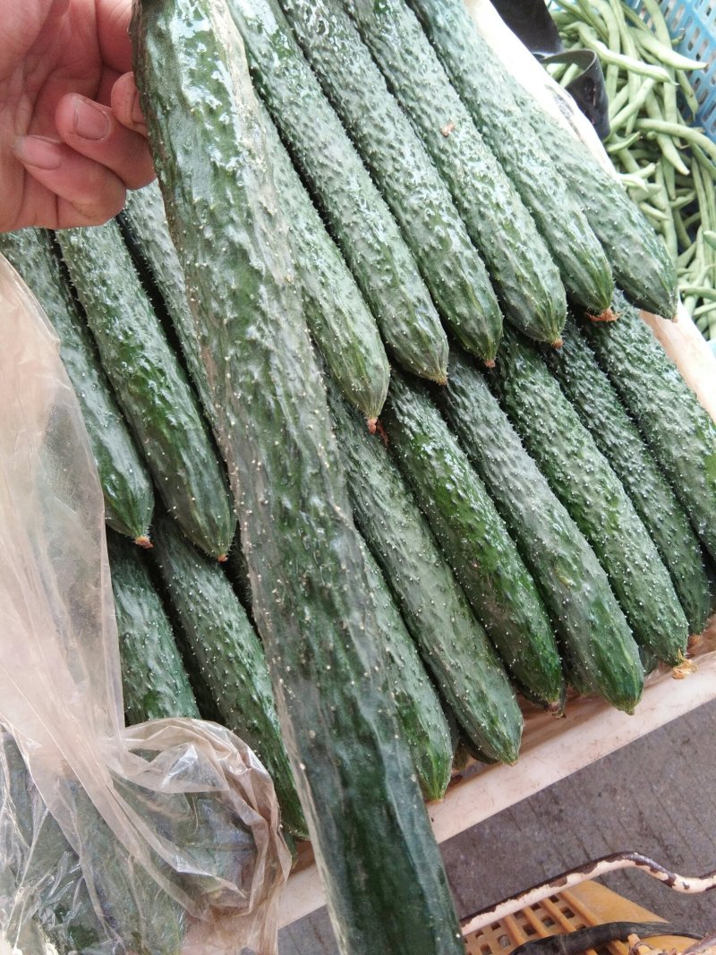 黄瓜，洋荷