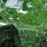 葫芦供应