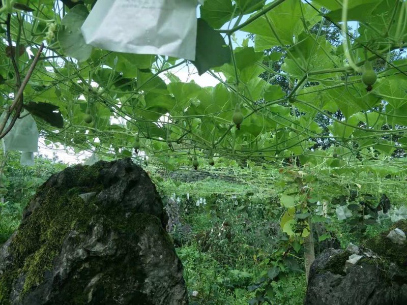 葫芦供应