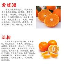 优质柑橘苗