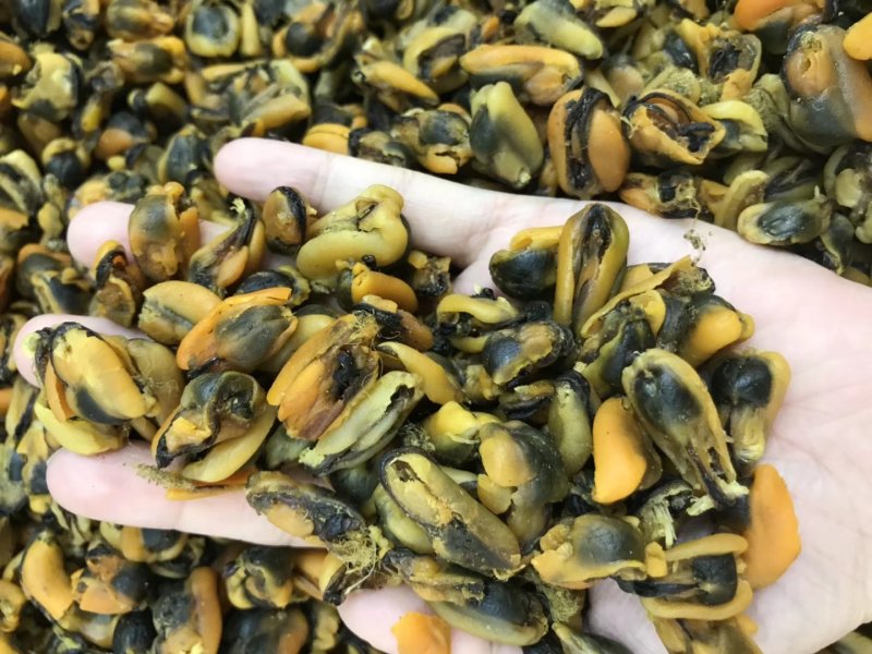 淡菜干货特级500g海产品海虹干海货干货海鲜干货海虹肉
