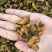 淡菜干货特级500g海产品海虹干海货干货海鲜干货海虹肉