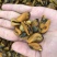 淡菜干货特级500g海产品海虹干海货干货海鲜干货海虹肉
