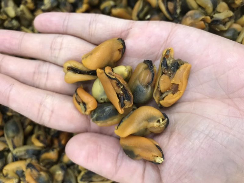 淡菜干货特级500g海产品海虹干海货干货海鲜干货海虹肉