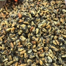 淡菜干货特级500g海产品海虹干海货干货海鲜干货海虹肉