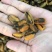 淡菜干货特级500g海产品海虹干海货干货海鲜干货海虹肉