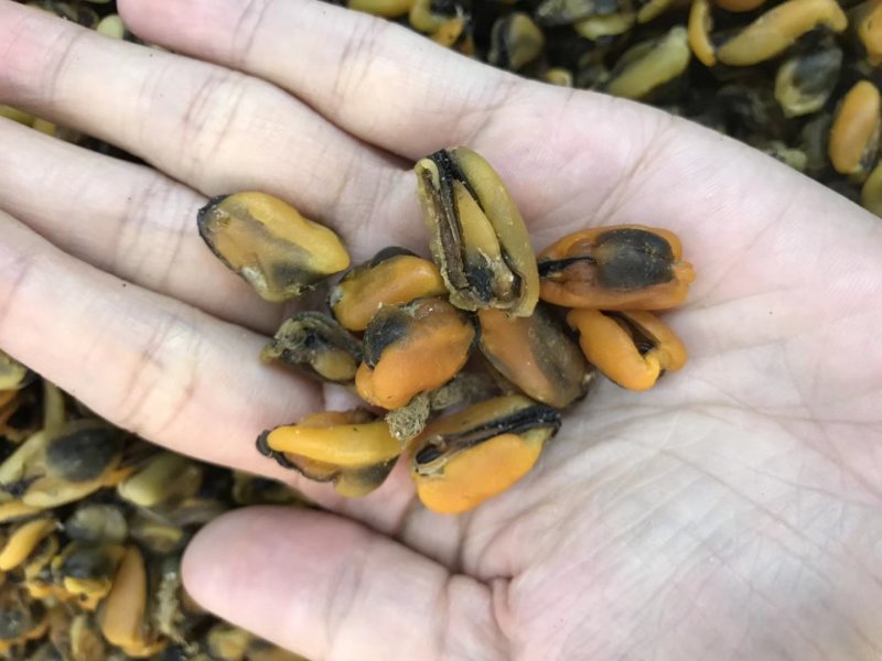 淡菜干货特级500g海产品海虹干海货干货海鲜干货海虹肉