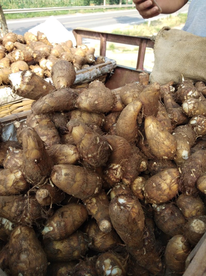 新鲜露天芋头。沙土地
