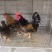 观赏翻毛鸡长尾鸡元宝鸡