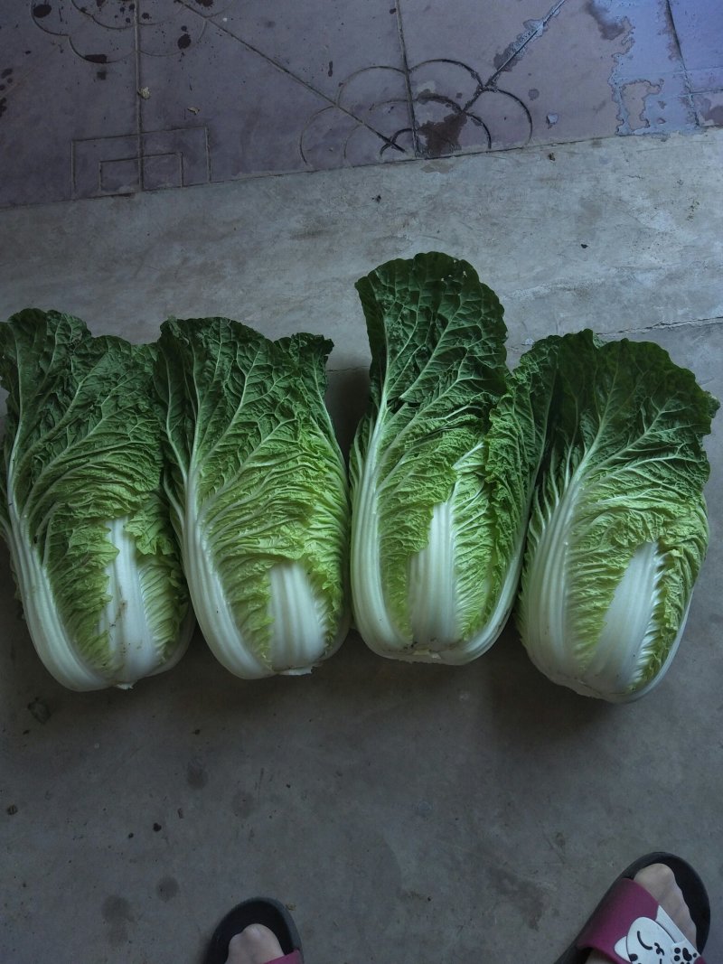 河北定州大量供应黄心白菜