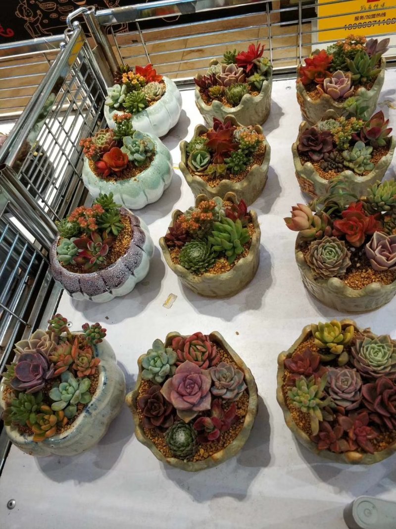 多肉植物