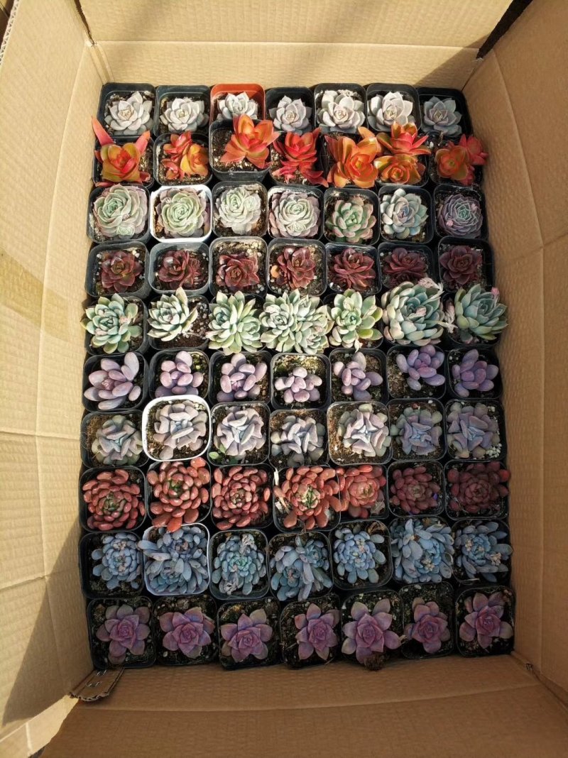 多肉植物